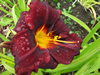 Sir Mordred Daylily